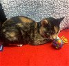 adoptable Cat in harrisburg, PA named Petal (baby girl-calico)