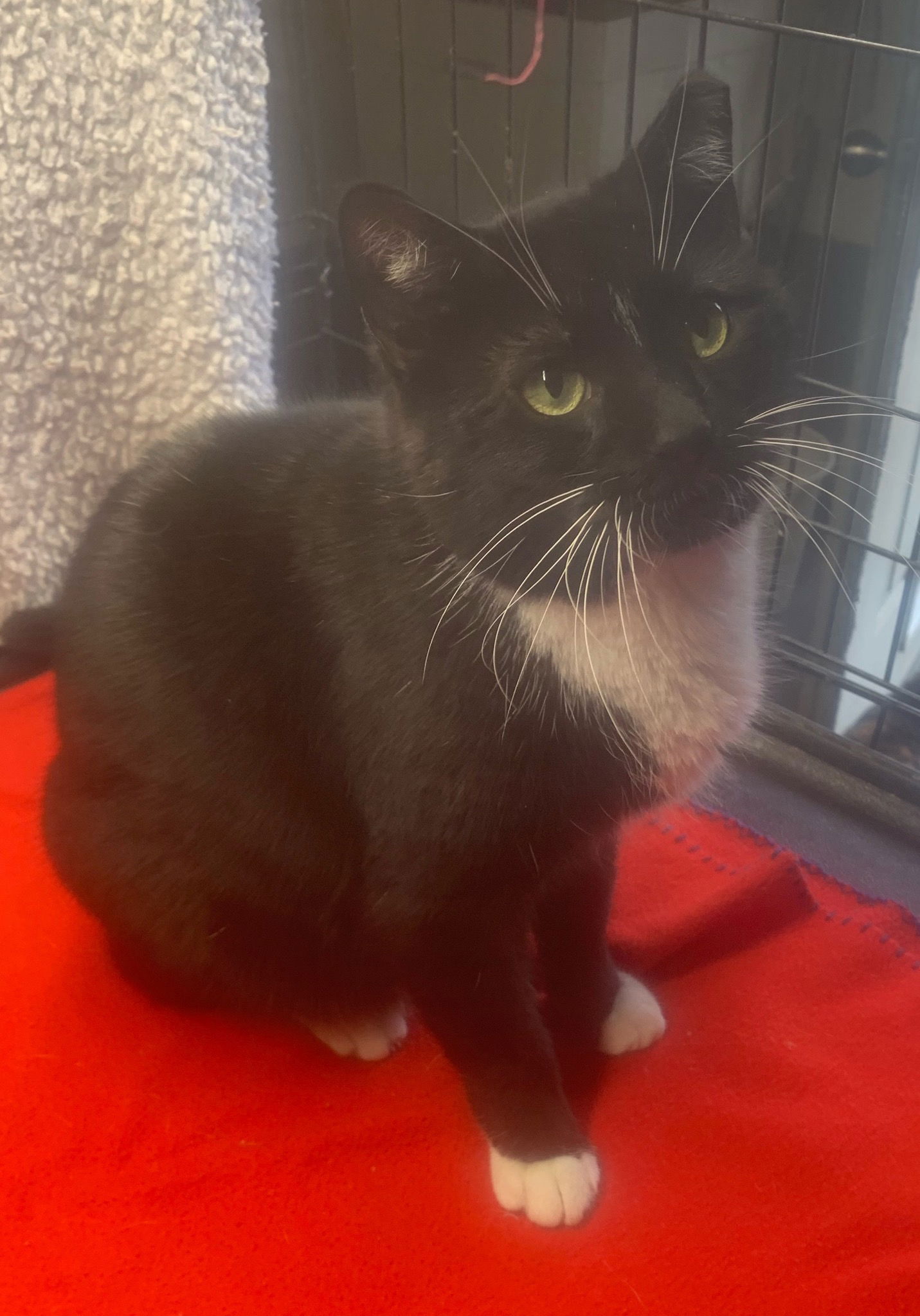 adoptable Cat in Harrisburg, PA named Hooper (big black and white tux)