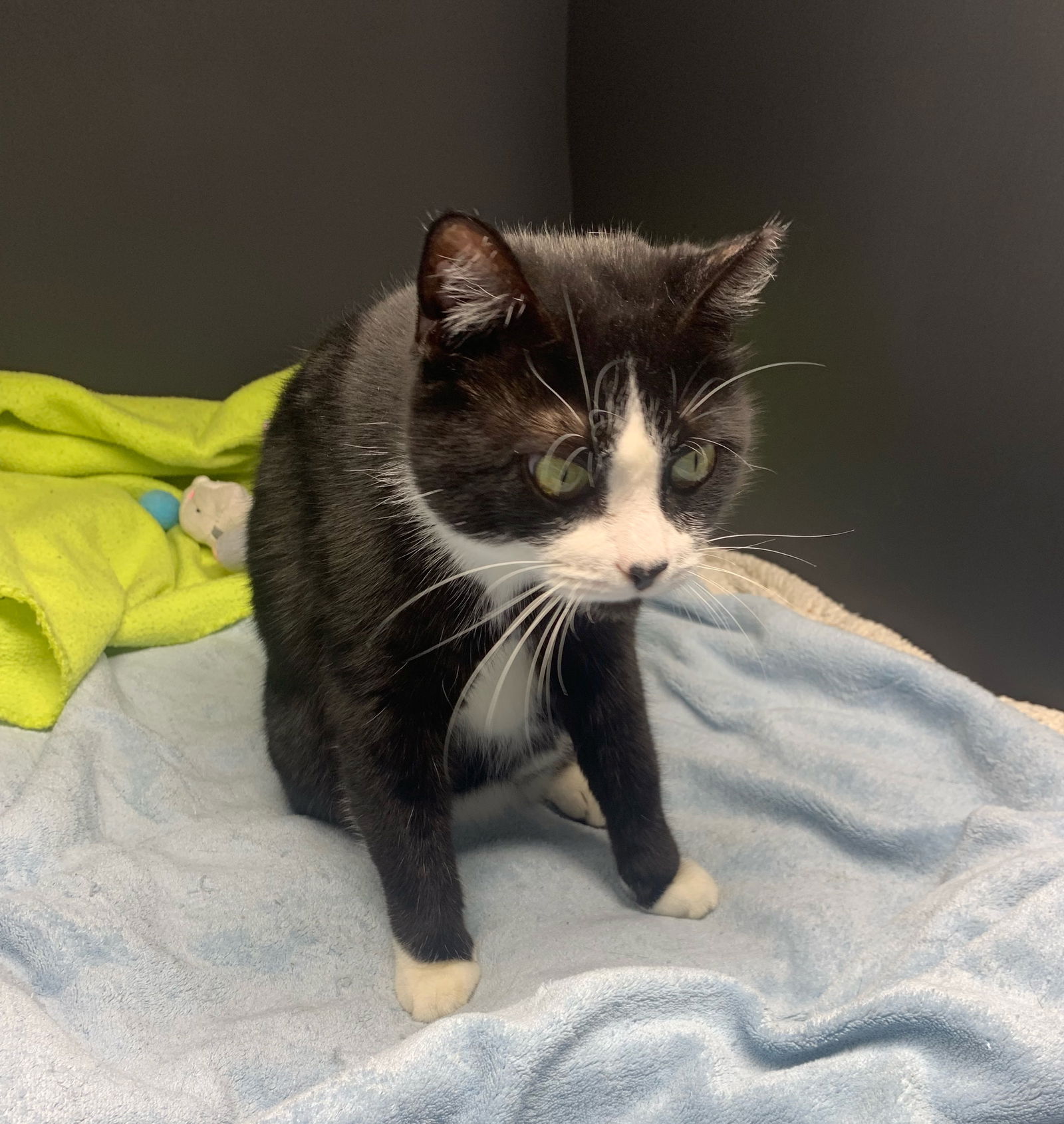 adoptable Cat in Harrisburg, PA named Jade (black and white tux)