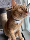adoptable Cat in harrisburg, PA named Simba