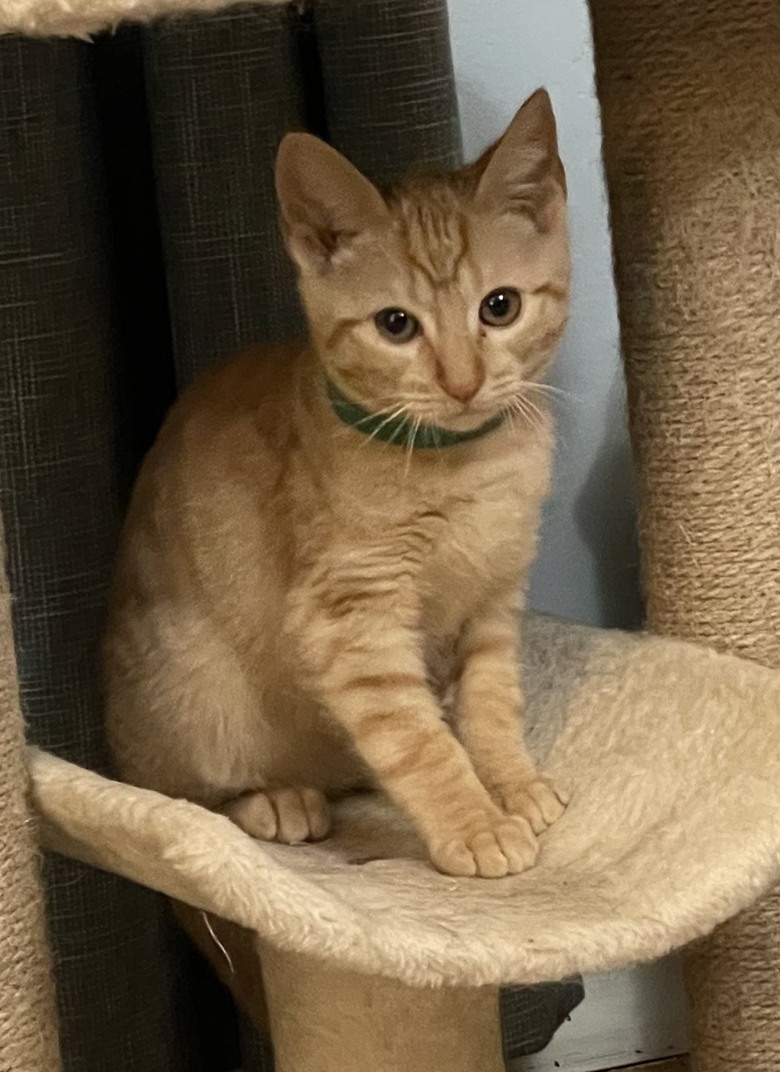 adoptable Cat in Harrisburg, PA named George