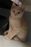 adoptable Cat in harrisburg, PA named Marigold (sweet little buff girl)