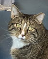 adoptable Cat in spring grove, PA named Titanic ( Ty)