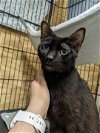 adoptable Cat in harrisburg, PA named Jetta