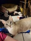 adoptable Cat in harrisburg, PA named Queenie