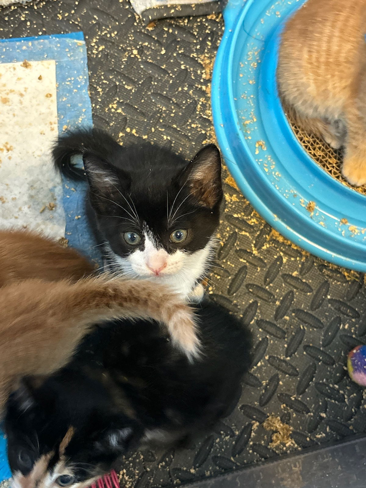 adoptable Cat in Harrisburg, PA named Domino