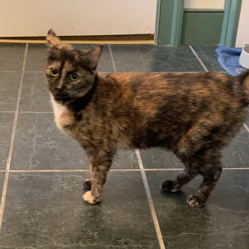 FRAN - Domestic Short Hair available for adoption