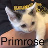 adoptable Cat in Harrisburg, PA named Primrose