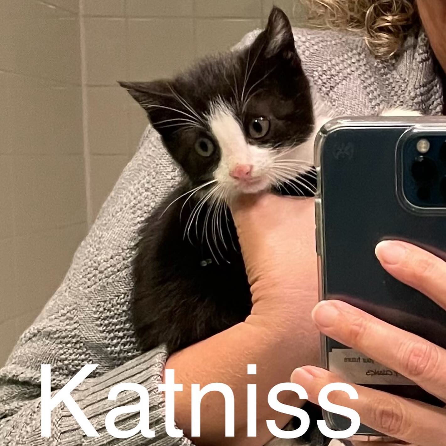 adoptable Cat in Harrisburg, PA named Katniss