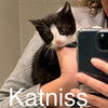 adoptable Cat in Harrisburg, PA named Katniss