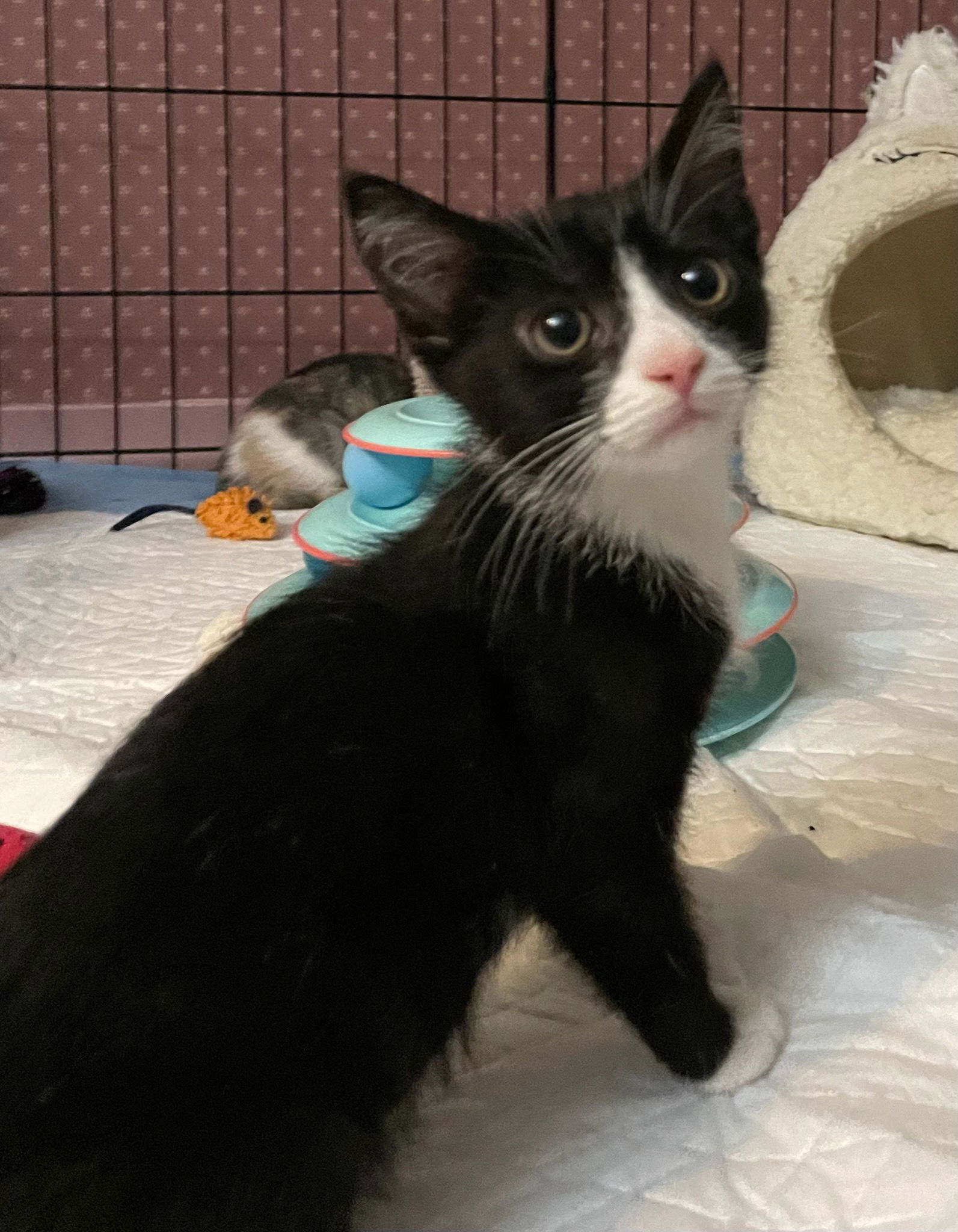 adoptable Cat in Harrisburg, PA named Alex (petite male tux)