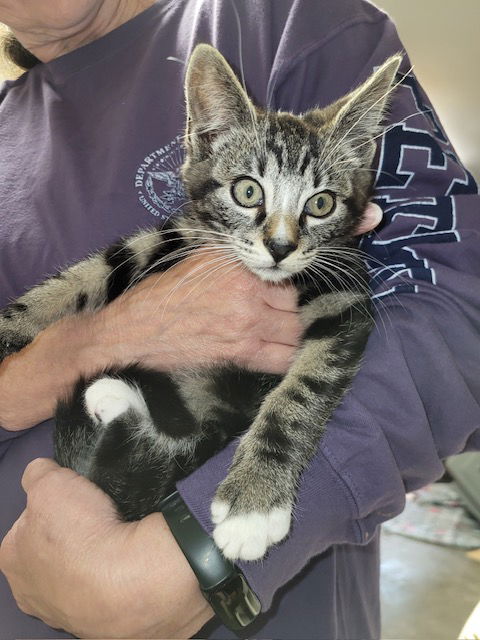 adoptable Cat in Harrisburg, PA named Bear (handsome marble boy)