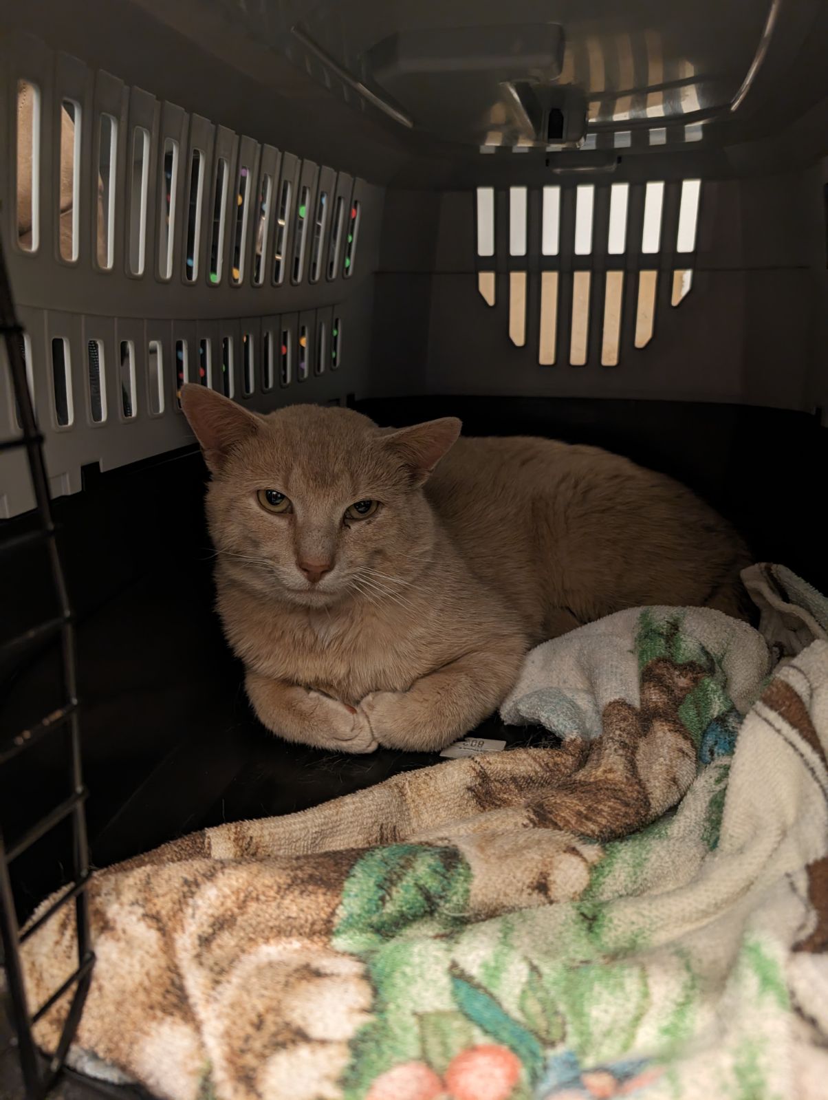 adoptable Cat in Harrisburg, PA named Houdini