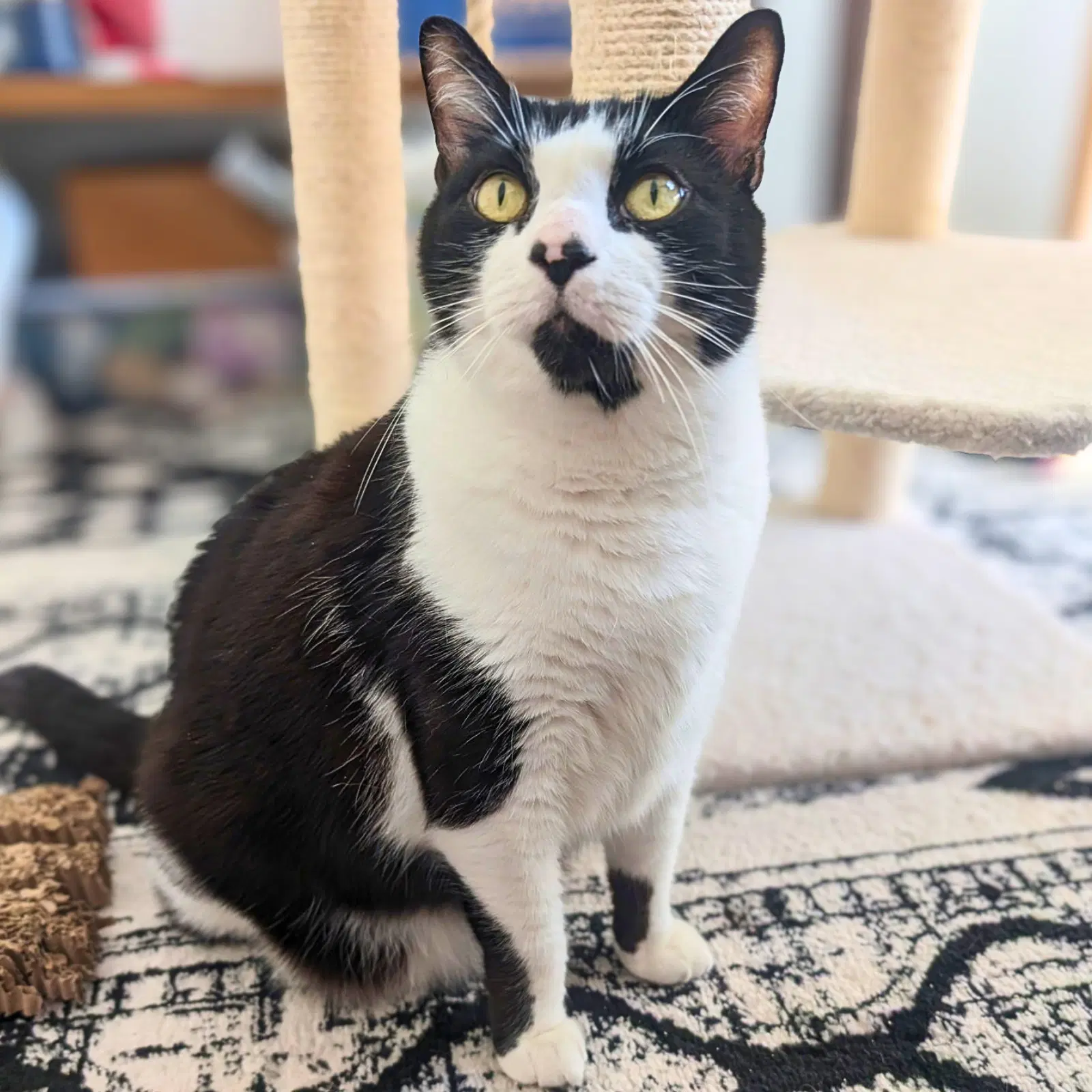 Spiro - Domestic Short Hair