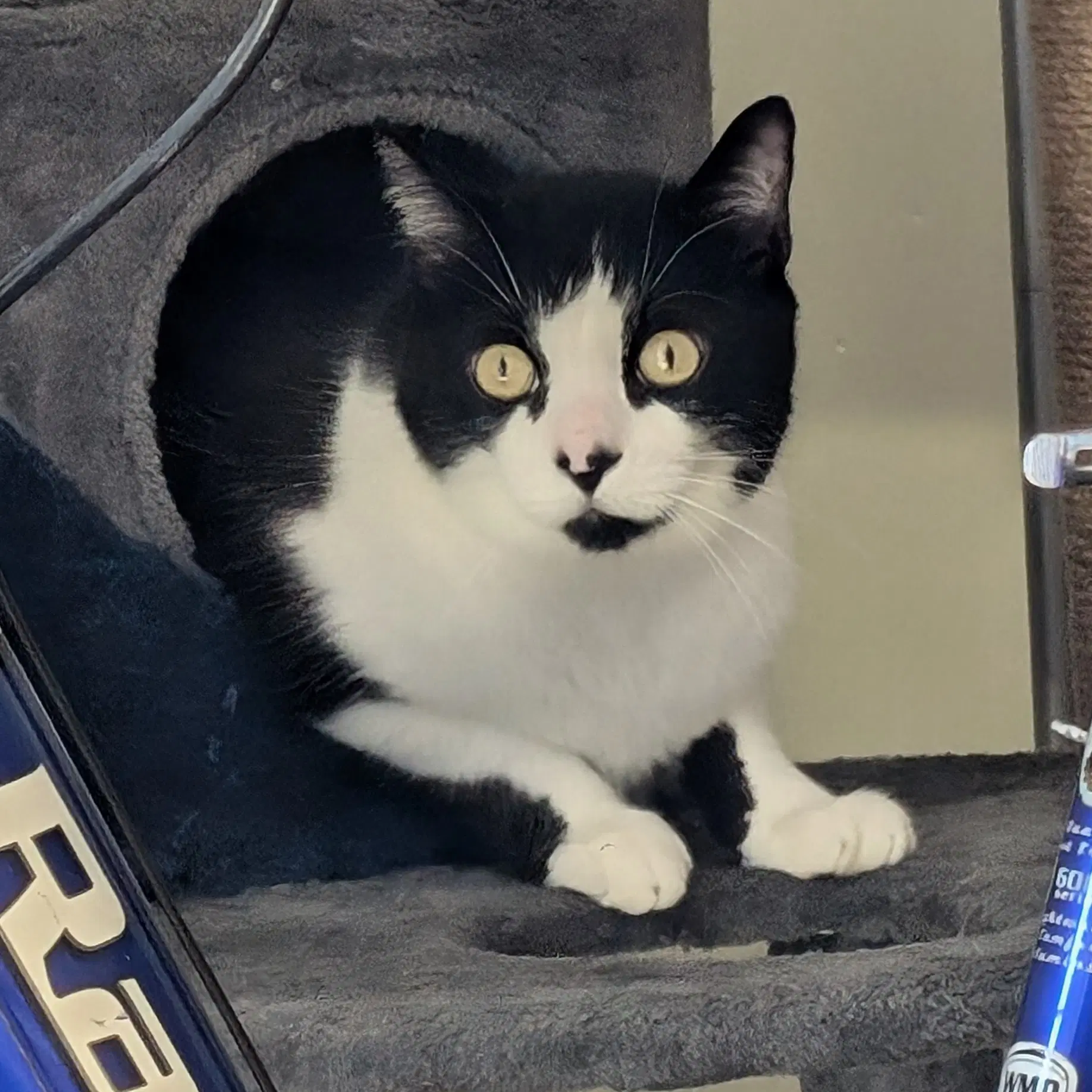 Spiro - Domestic Short Hair