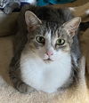adoptable Cat in harrisburg, PA named Joliet