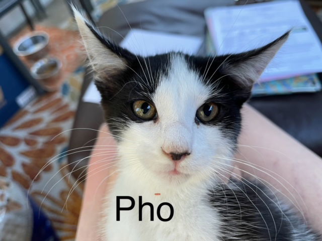 adoptable Cat in Harrisburg, PA named Pho