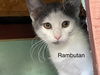 adoptable Cat in Harrisburg, PA named Rambutan