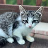 adoptable Cat in Harrisburg, PA named Squeals (playful and curious kitten)