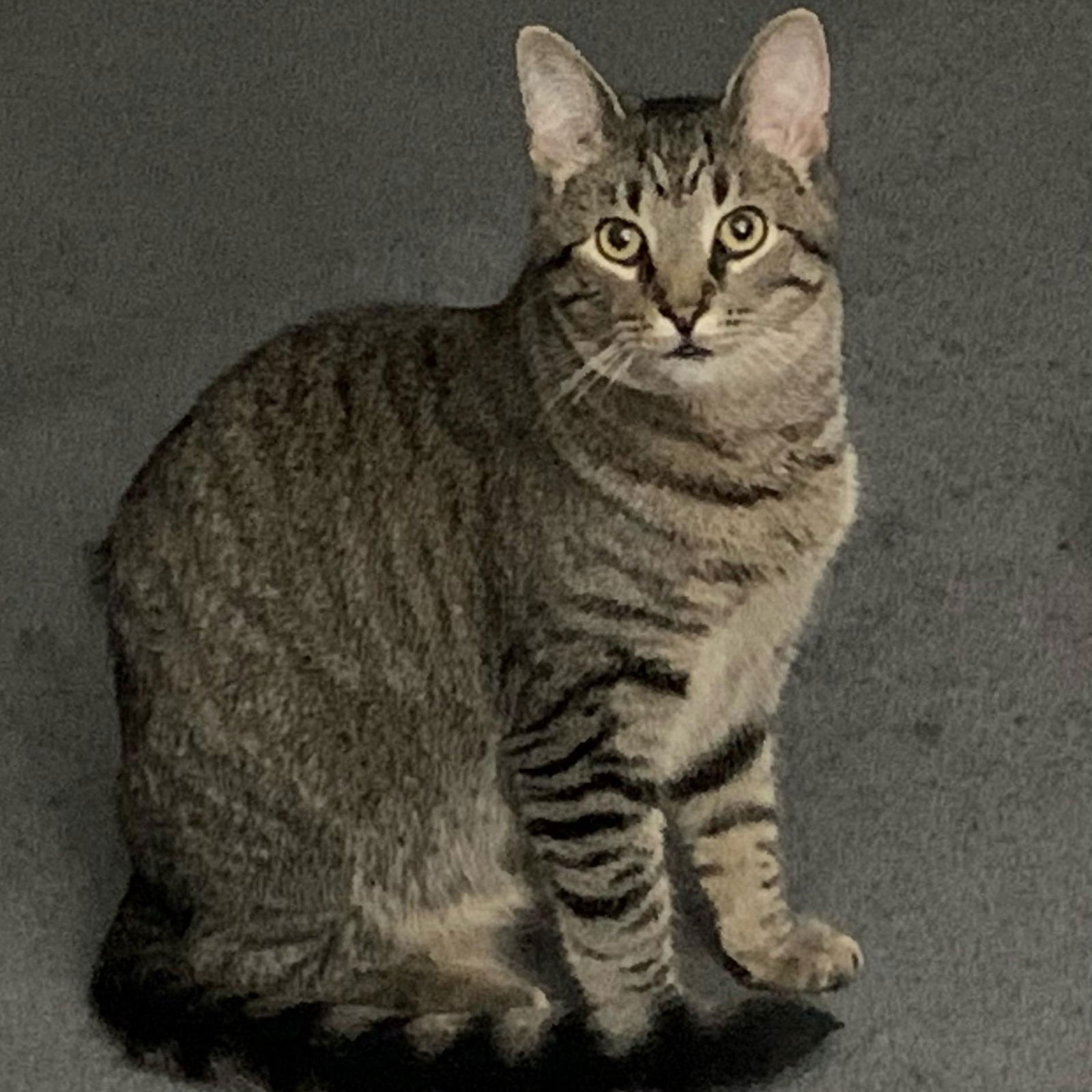 adoptable Cat in Harrisburg, PA named Shaggy
