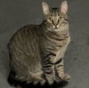 adoptable Cat in harrisburg, PA named Shaggy