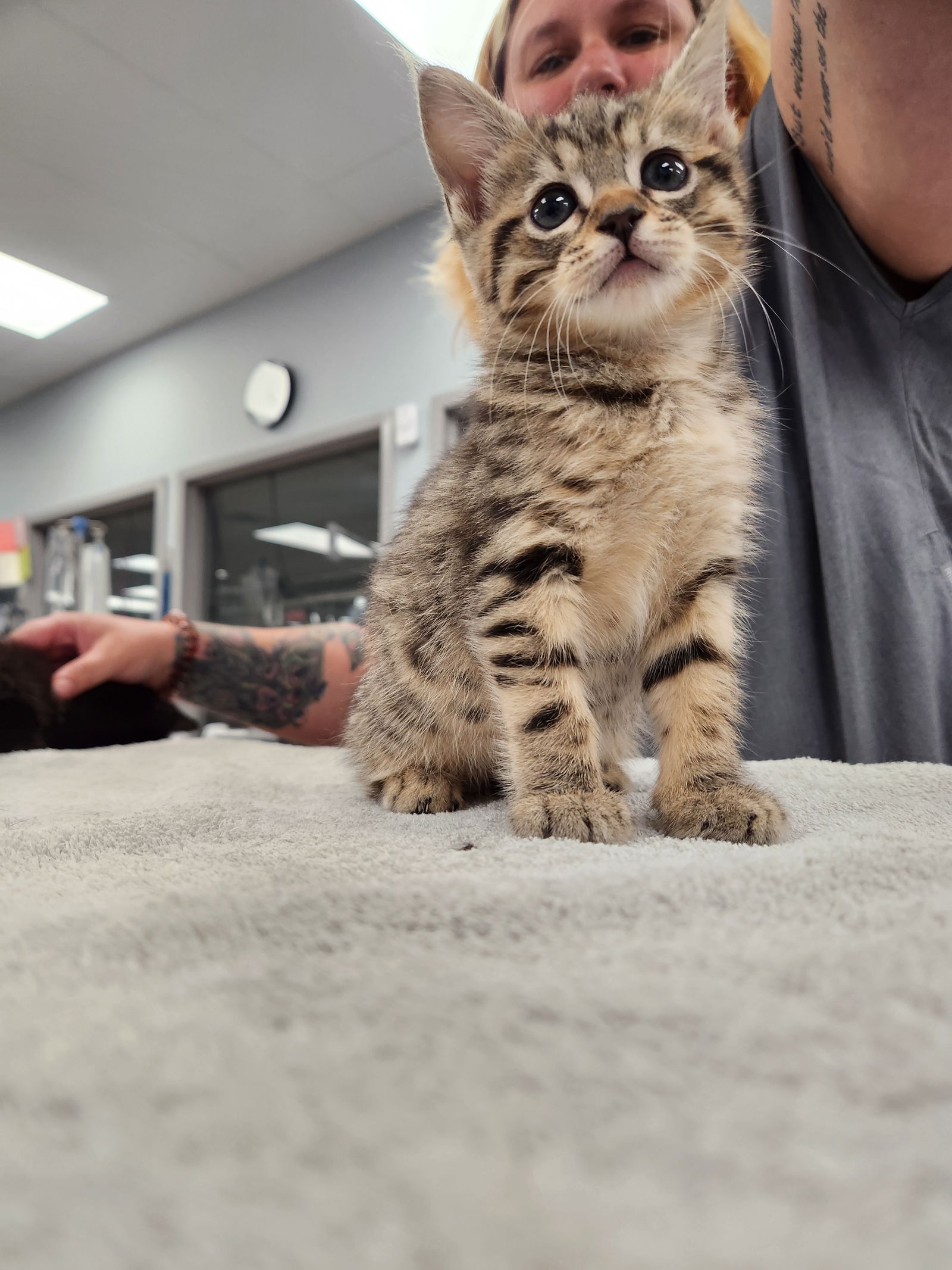 adoptable Cat in Harrisburg, PA named Otter