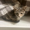 adoptable Cat in Harrisburg, PA named Sweet Dee (affectionate and playful kitten)