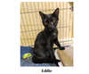 adoptable Cat in Harrisburg, PA named Black Eddie