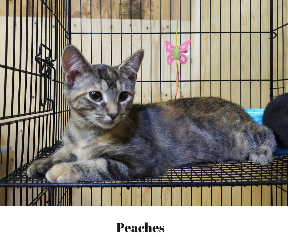 adoptable Cat in Harrisburg, PA named Peaches