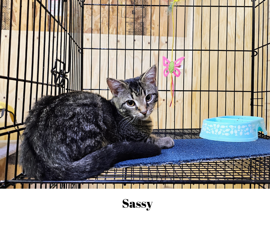 adoptable Cat in Harrisburg, PA named Sassy