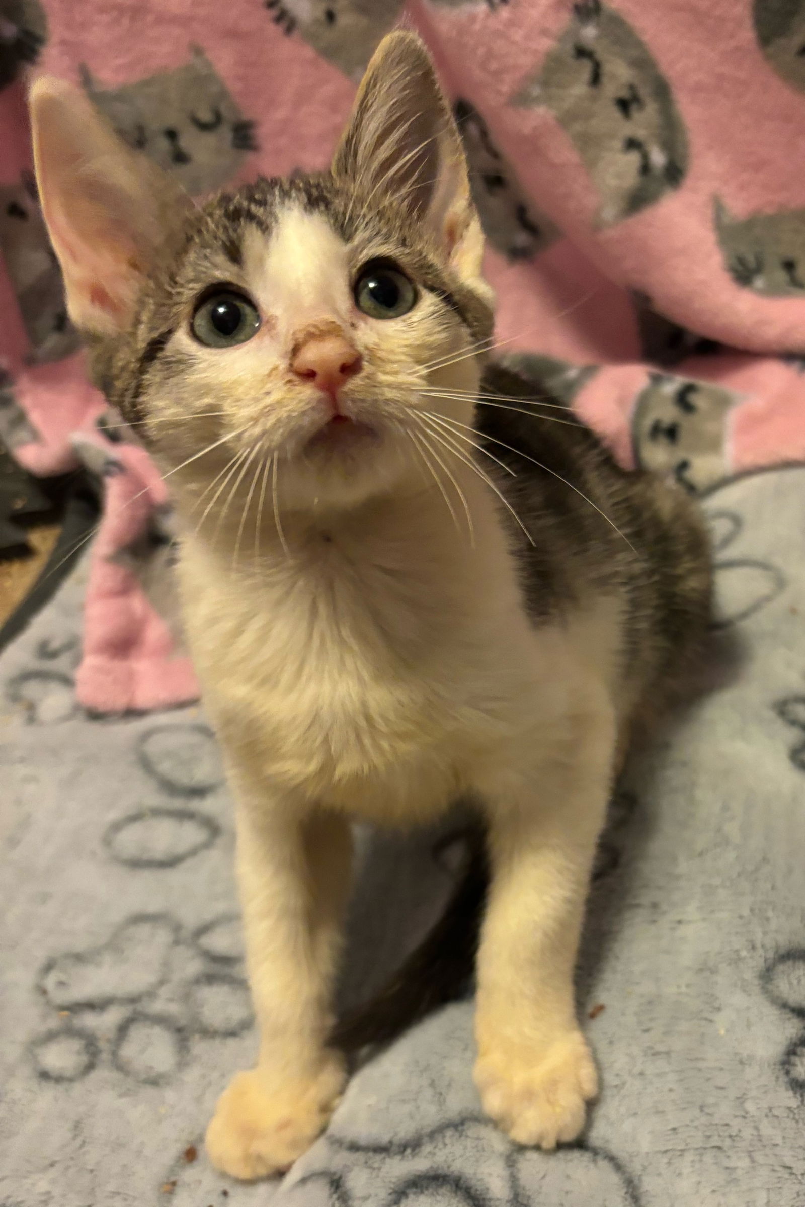 adoptable Cat in Harrisburg, PA named Tigerlily