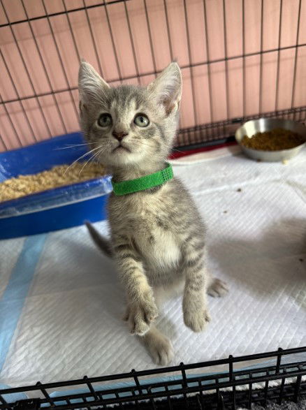 adoptable Cat in Harrisburg, PA named Lutz