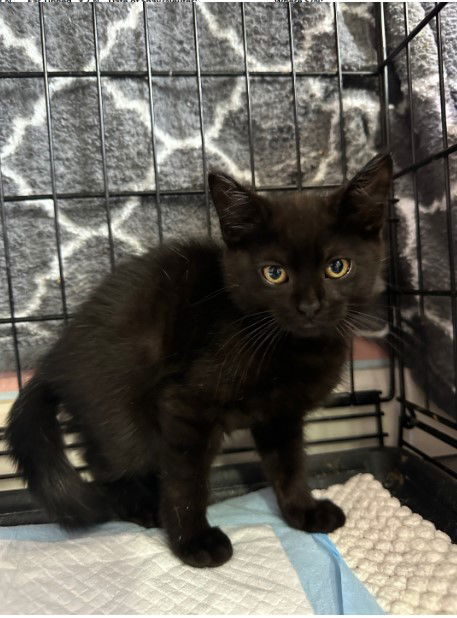 adoptable Cat in Harrisburg, PA named Onyx