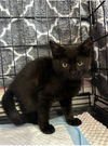 adoptable Cat in Harrisburg, PA named Onyx