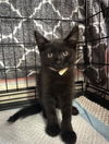 adoptable Cat in Harrisburg, PA named Cosmo