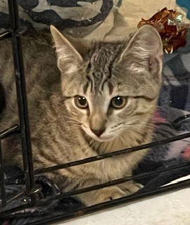 adoptable Cat in Harrisburg, PA named Pigeon (perfect tabby girl)