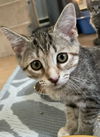 adoptable Cat in Harrisburg, PA named Marie (pretty little tabico)