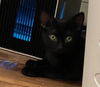 adoptable Cat in Harrisburg, PA named Sweet Pea (little female panther)