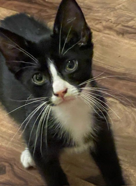 adoptable Cat in Harrisburg, PA named Popeye (strong little Tuxedo)