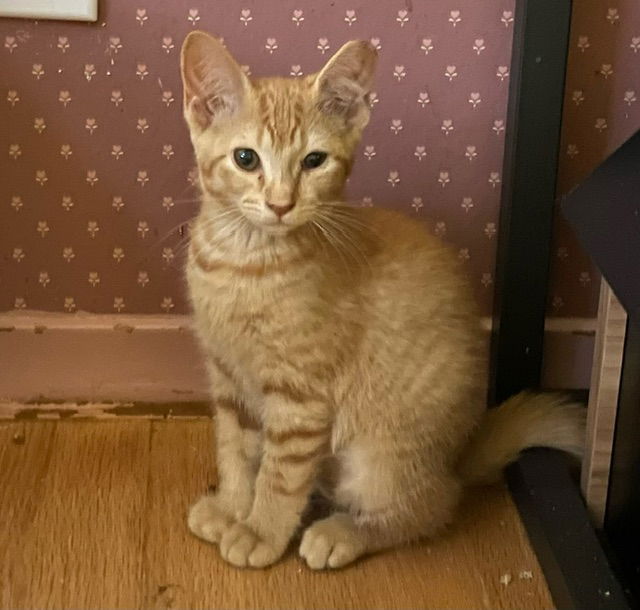 adoptable Cat in Harrisburg, PA named Sunshine (special orange female unicorn)