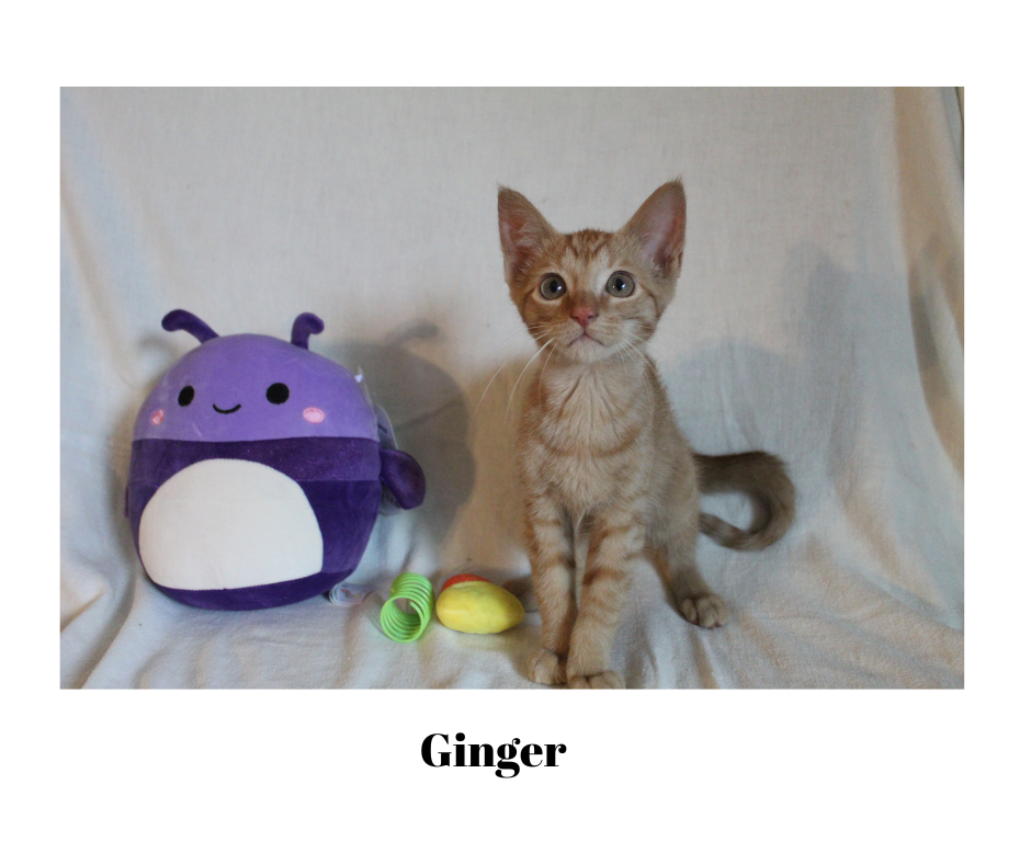 adoptable Cat in Lewistown, PA named Ginger