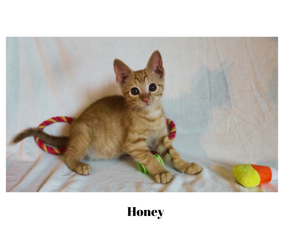 adoptable Cat in Lewistown, PA named Honey