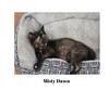 adoptable Cat in Lewistown, PA named Misty Dawn