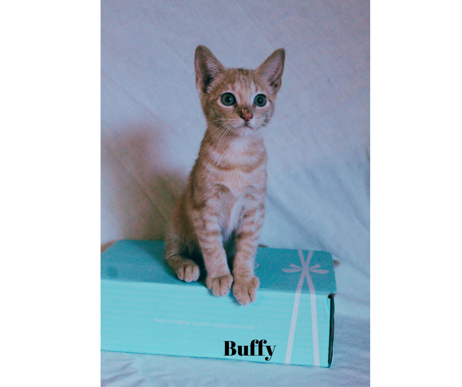 adoptable Cat in Lewistown, PA named Buffy