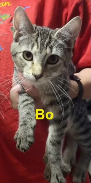 adoptable Cat in Lewistown, PA named Bo