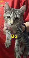 adoptable Cat in , PA named Bo