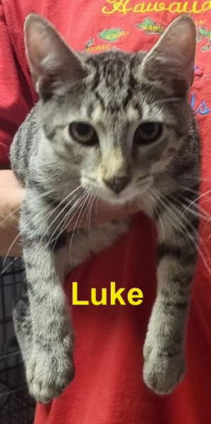 adoptable Cat in Lewistown, PA named Luke