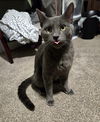 adoptable Cat in , PA named Brok (handsome lover boy)