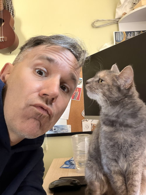 BELLA (NICE KITTY SEEKS QUIET HOME) - Domestic Short Hair available for adoption