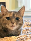 Bella (nice kitty seeks quiet home) - Photo 3